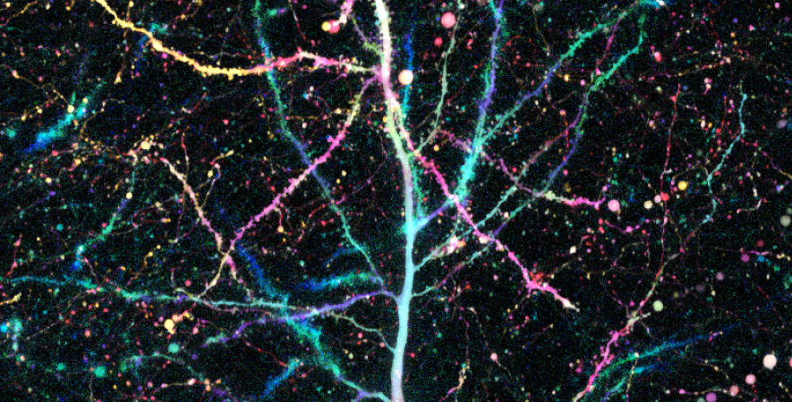 Mesolimbic dopamine signals the value of work