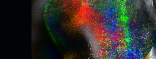 Brain Mechanisms