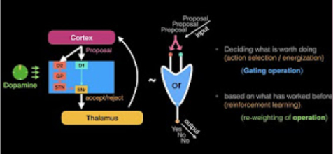Dopamine dynamics for behavioral flexibility- Arif Hamid