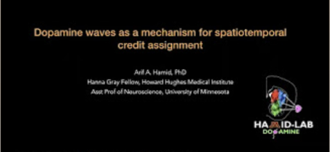 Striatal dopamine waves as a mechanism for spatiotemporal credit assignment